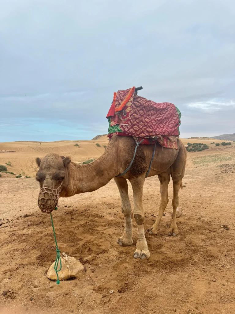 ركوب الجمال